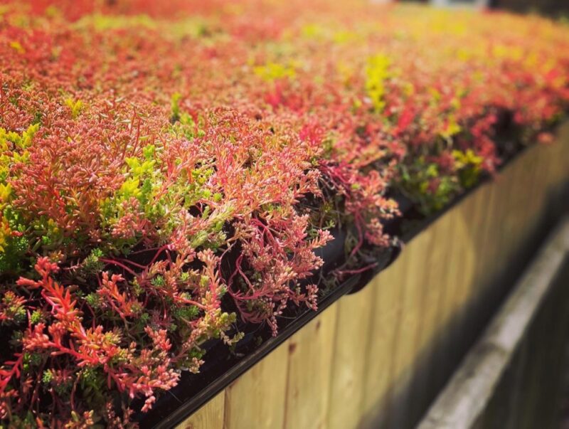 The green living sedum roof over our bike sheds provides customers with a stylish feature.