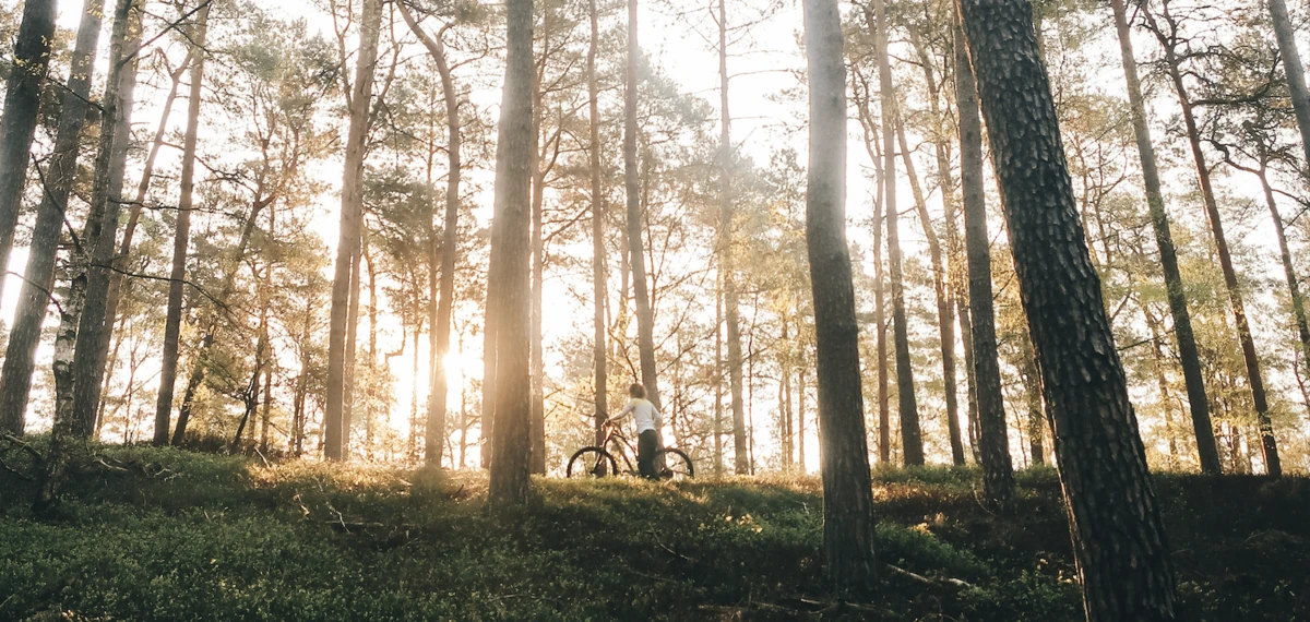 A gentle ride through the forest, why we care about the forest at Brighton Bike Sheds